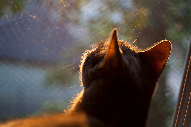 2024年国际乒联混合团体世界杯赛制的关键变化，2024世界乒乓球锦标赛