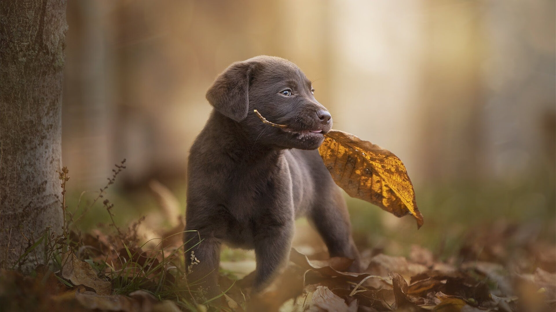 中国三人篮球男队攻防平衡，中国男篮三人篮球队阵容