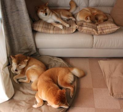 乐鱼体育app官网下载-体育新闻中心协办体育内容跨界融合发展论坛，体育新闻专题报道