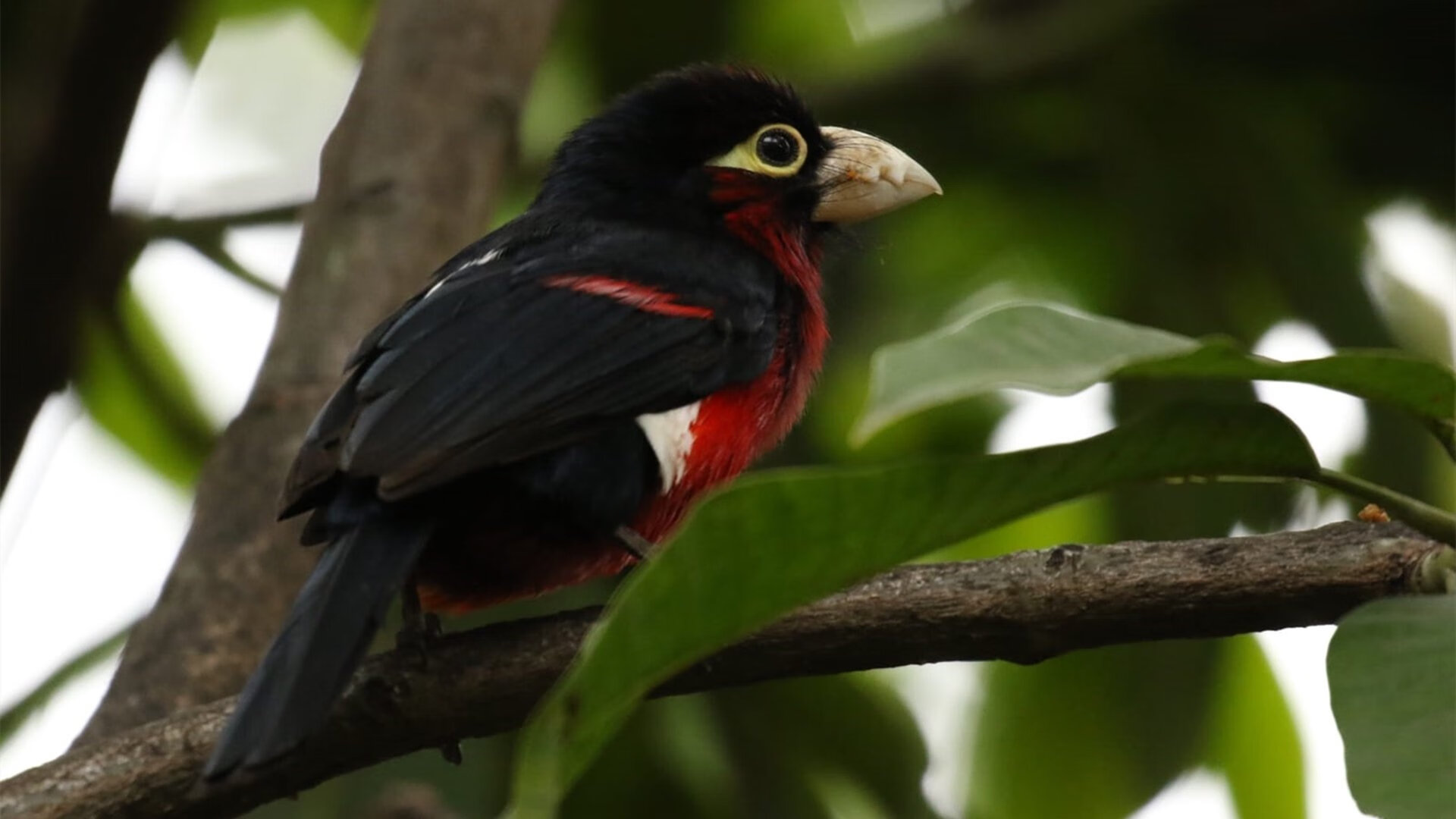 乐鱼体育官网登录-后防漏洞多次被对手利用，后防线是什么意思