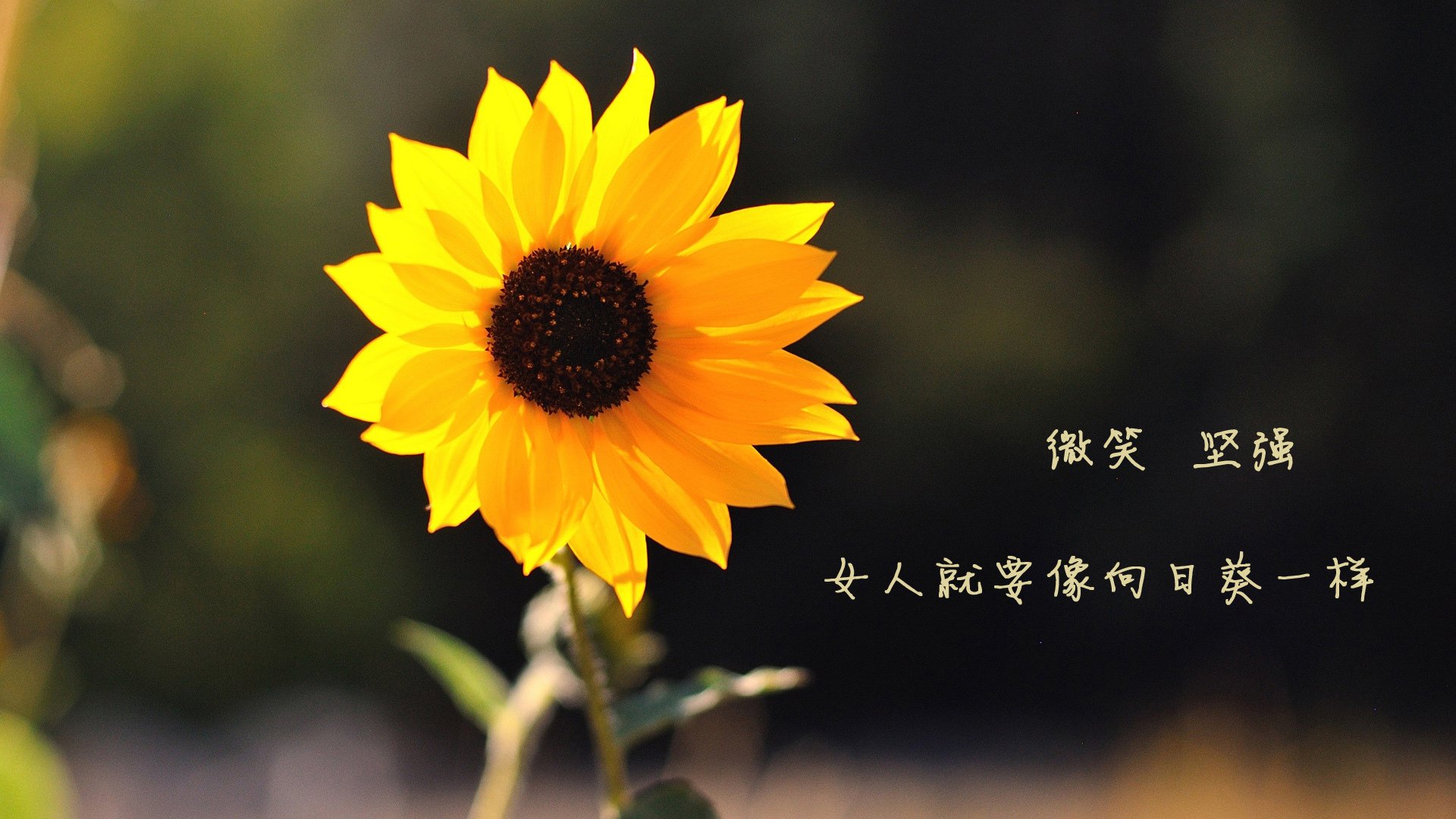 国际米兰整体协同增强反击威胁，国际米兰又