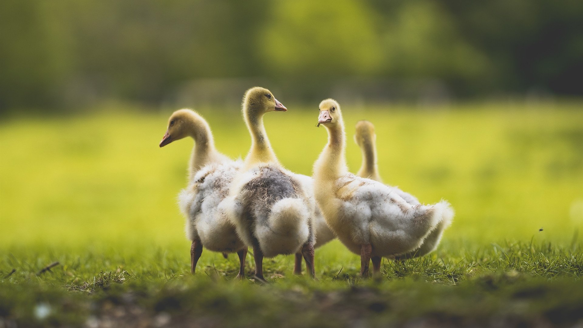 女子200蝶技术动作流畅性评分，女子200米蝶泳世界纪录是多少