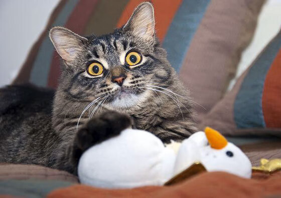 战术细节揭示切尔西胜利背后秘密,战术细节揭示切尔西胜利背后秘密是什么