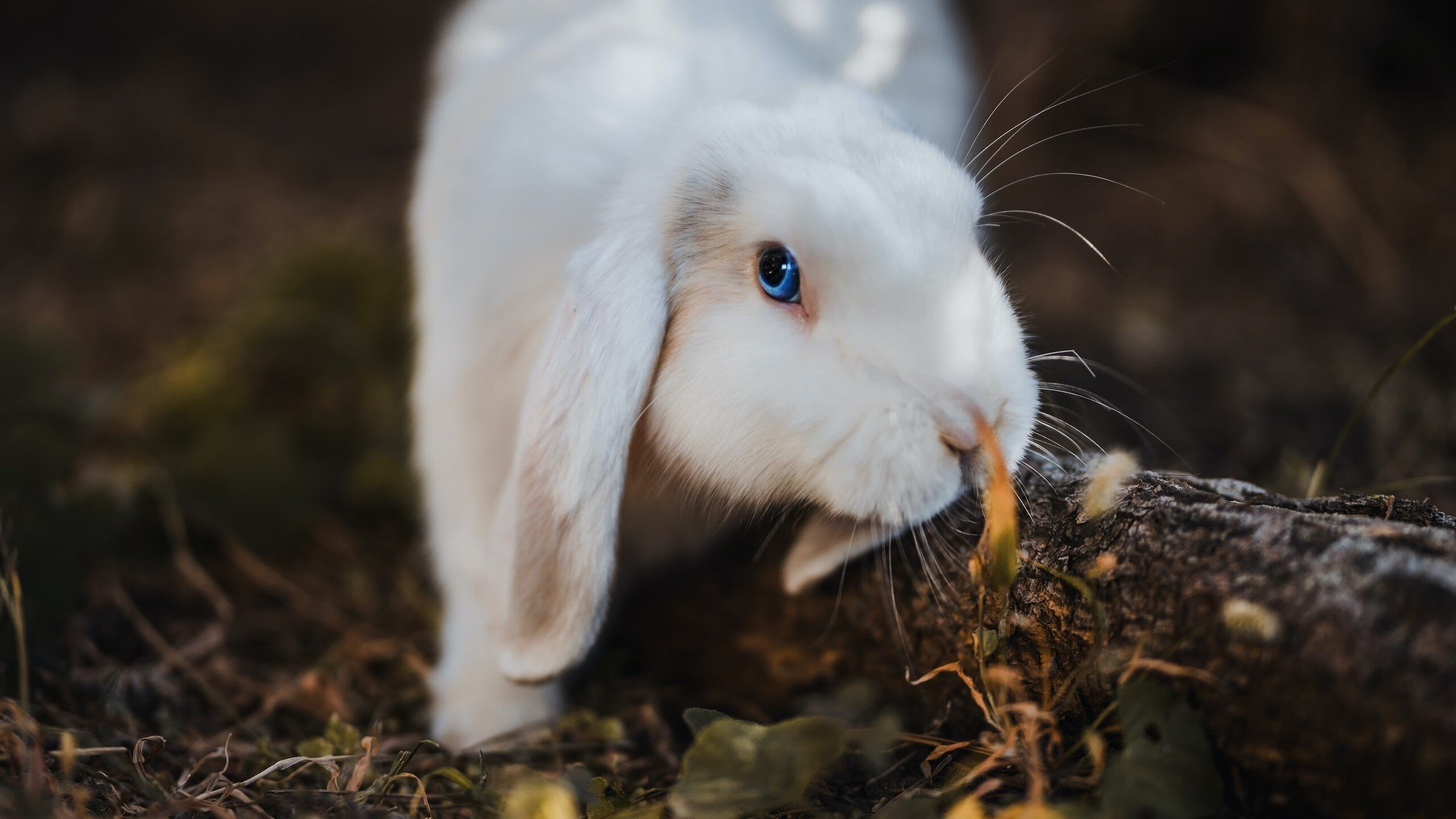 数据显示：蝶泳选手高频换气反致配速下降，蝶泳如何呼吸换气
