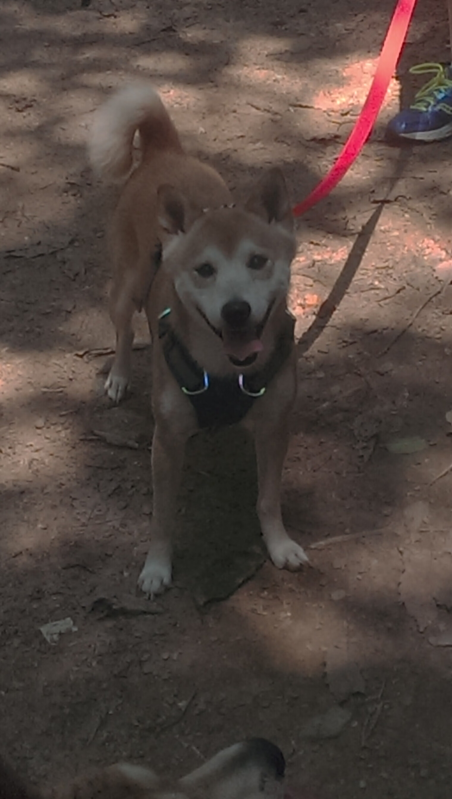 波兰乒乓队未来发展战略:如何通过技术提升与战术创新超越,波兰乒乓球选手