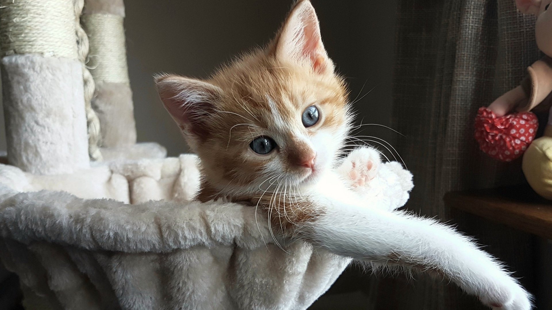 蝶泳配速策略成效显著，蝶泳 配合