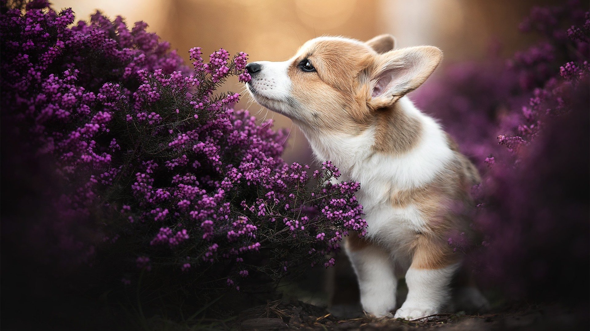 那不勒斯攻守均衡体现团队战术执行，那不勒斯实力如何