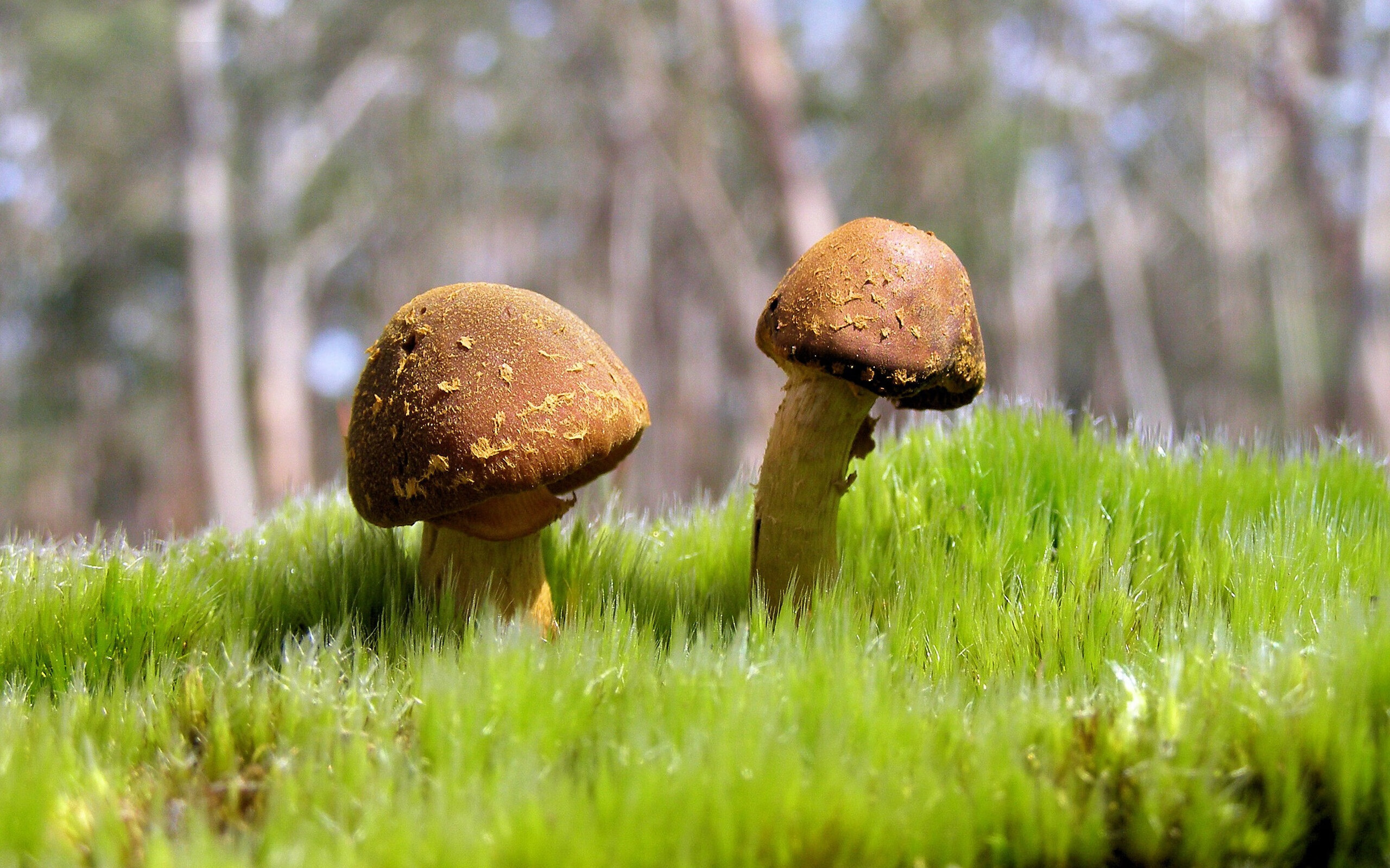 南非羚羊队：以强悍防守为基础，他们掌控着比赛节奏，南非大羚羊主要分布哪里